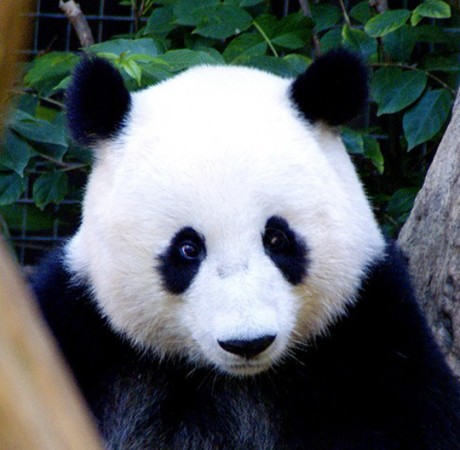 san-diego-zoo-address panda.jpg
