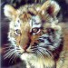 Indianapolis-Zoo-Tiger-Cub.jpg